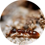 Ants coming into house
