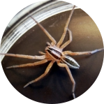 Spiders getting into house