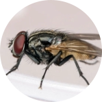 fly infestation