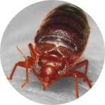 signs of bedbug problem
