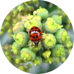 how to keep asian beetles out of house