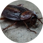 Cockroaches in the house