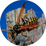 how to prevent wasps