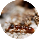 Ants coming into house