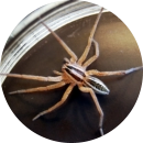 Spiders getting into house