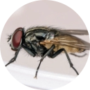 fly infestation