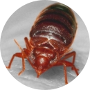 signs of bedbug problem