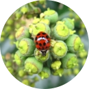 how to keep asian beetles out of house