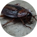 Cockroaches in the house