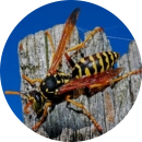 how to prevent wasps