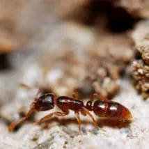 How to control your ant problem.