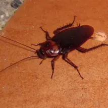 How to control your roach problem.