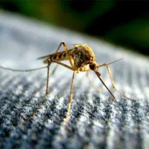 How to control your mosquito problem.