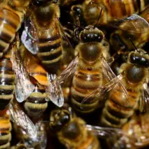 How to control your bee problem.