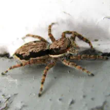 How to control your spider problem.