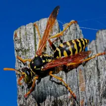 How to control your wasp problem.