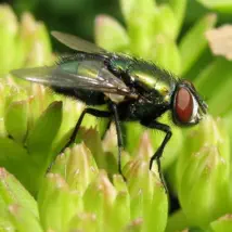 Get rid of bottle flies and protect from unwanted pests!
