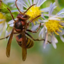 How to control your hornet problem.
