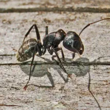 How to control your carpenter ant problem.