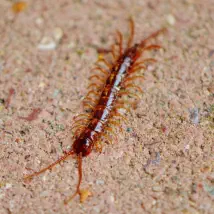 How to control your centipede problem.