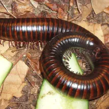 How to control your millipede problem.