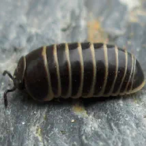 How to control your pillbug problem.