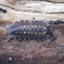 How to control your sowbug problem.