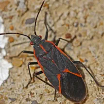 How to control your boxelder bug problem.