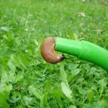 How to control your slug problem.