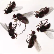 Get rid of cluster flies and protect from unwanted pests!