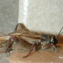 How to control your cricket problem.