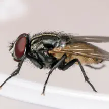 Get rid of flies and protect from unwanted pests!