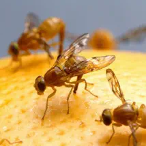 Get rid of fruit flies and protect from unwanted pests!