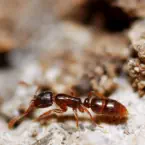 How to control your ant problem.