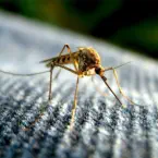 How to control your mosquito problem.
