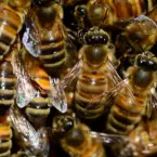 How to control your bee problem.