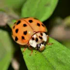 How to control your lady bug problem.