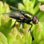 Get rid of bottle flies and protect from unwanted pests!