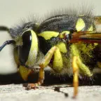 How to control your yellow jacket problem.