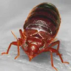 Bed Bug problem? Call Clean Kill Pest Control