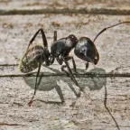 How to control your carpenter ant problem.