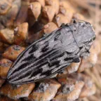 How to control your pine borer problem.