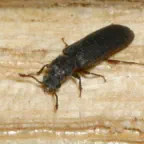 How to control your powder post beetle problem.