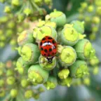 How to control your Asian Beetle problem.