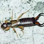 How to control your earwig problem.