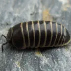 How to control your pillbug problem.