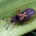 How to control your chinch bug problem.