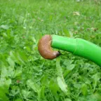 How to control your slug problem.