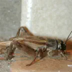 How to control your cricket problem.