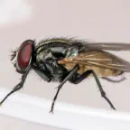 Get rid of flies and protect from unwanted pests!